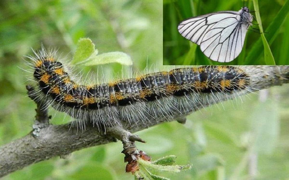 Боярышница гусеница на яблоне