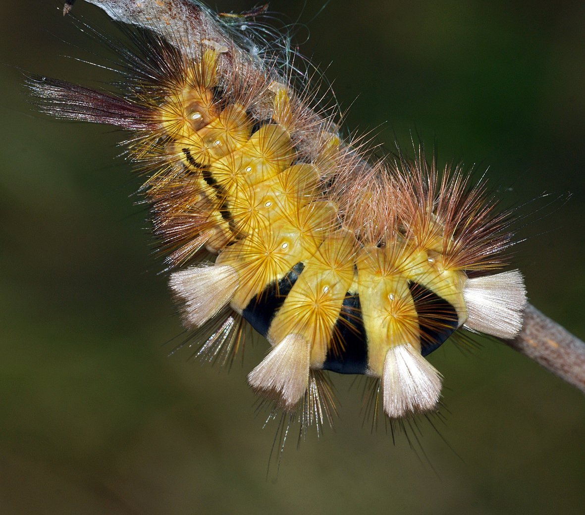 Calliteara pudibunda Шерстолапка стыдливая