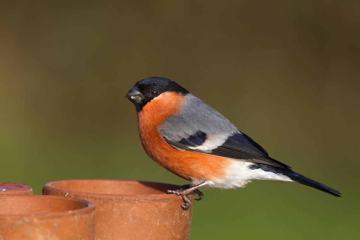 Птицы севера с оранжевым цветом