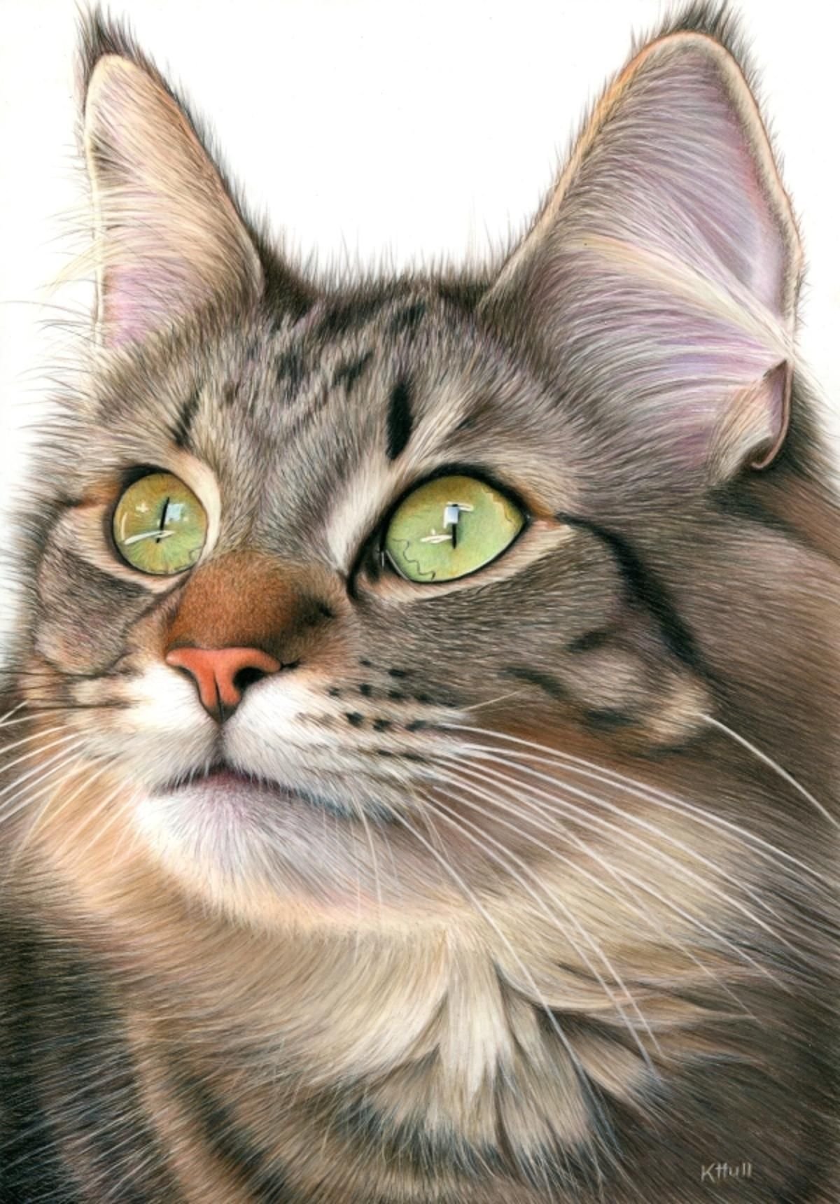 Цветная картинка котика. Кошачья морда. Портрет кота. Мордочка котенка. Красивая морда кошки.