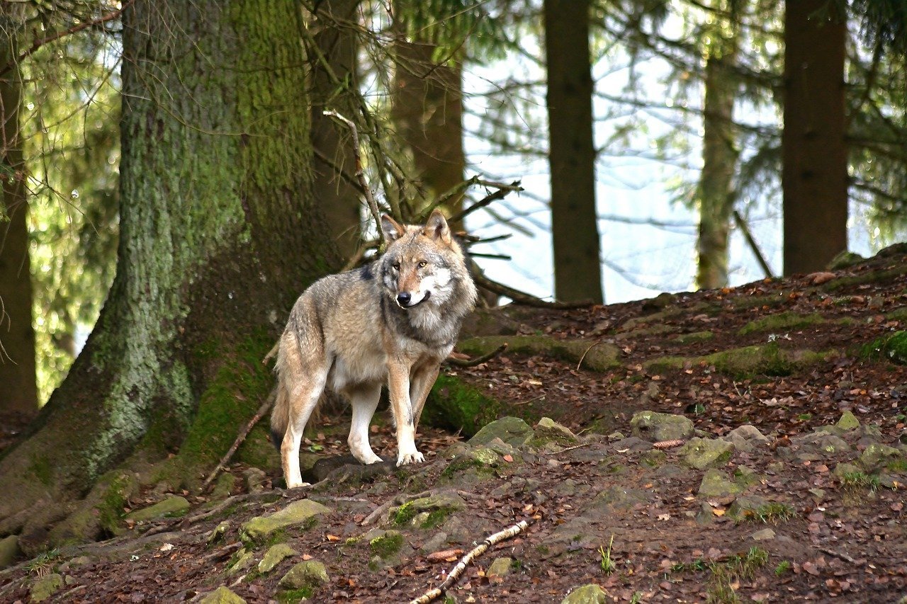 Серый волк хищники. Среднерусский Лесной волк. Волк широколиственных лесов. Звери в лесу. Волк в лесу.