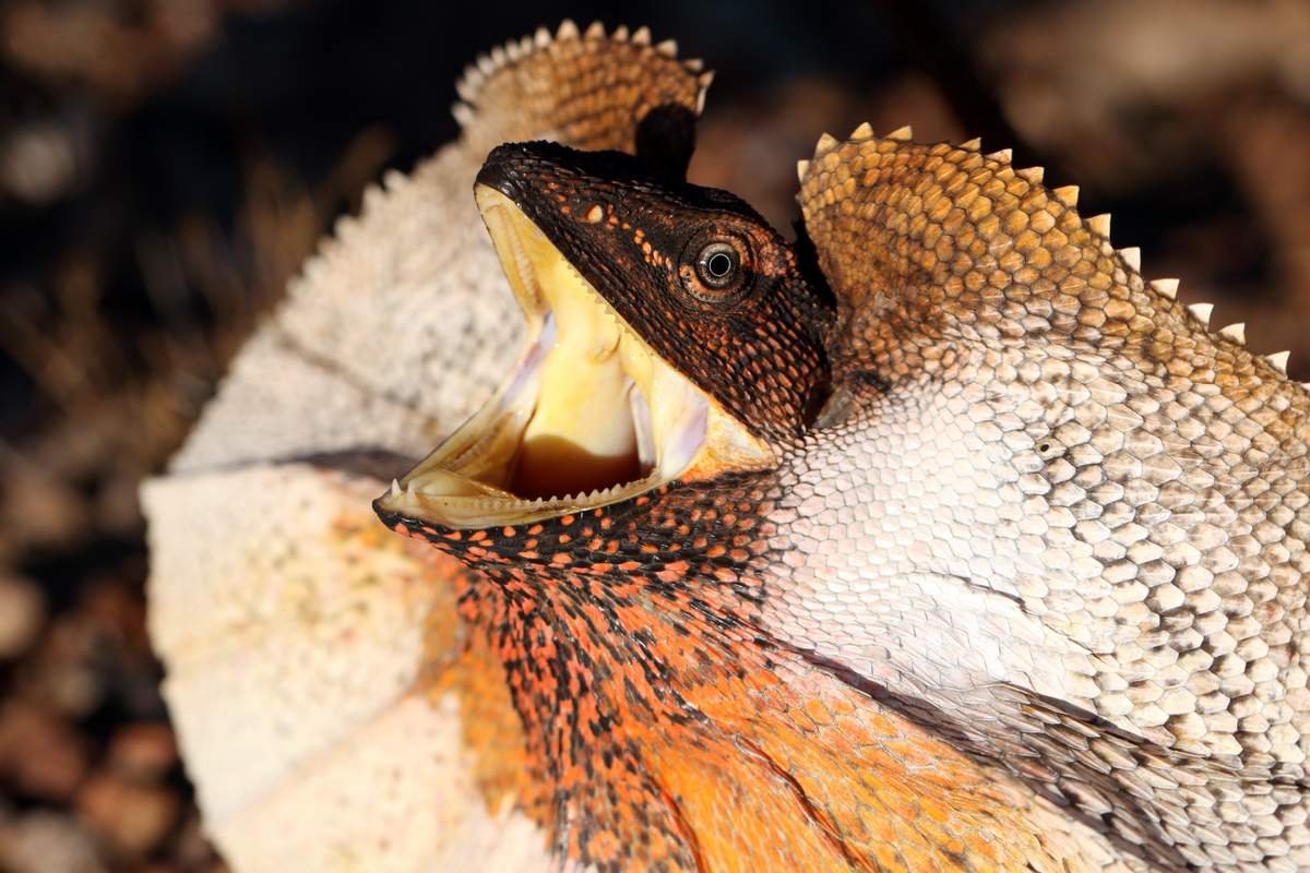 Плащеносная ящерица