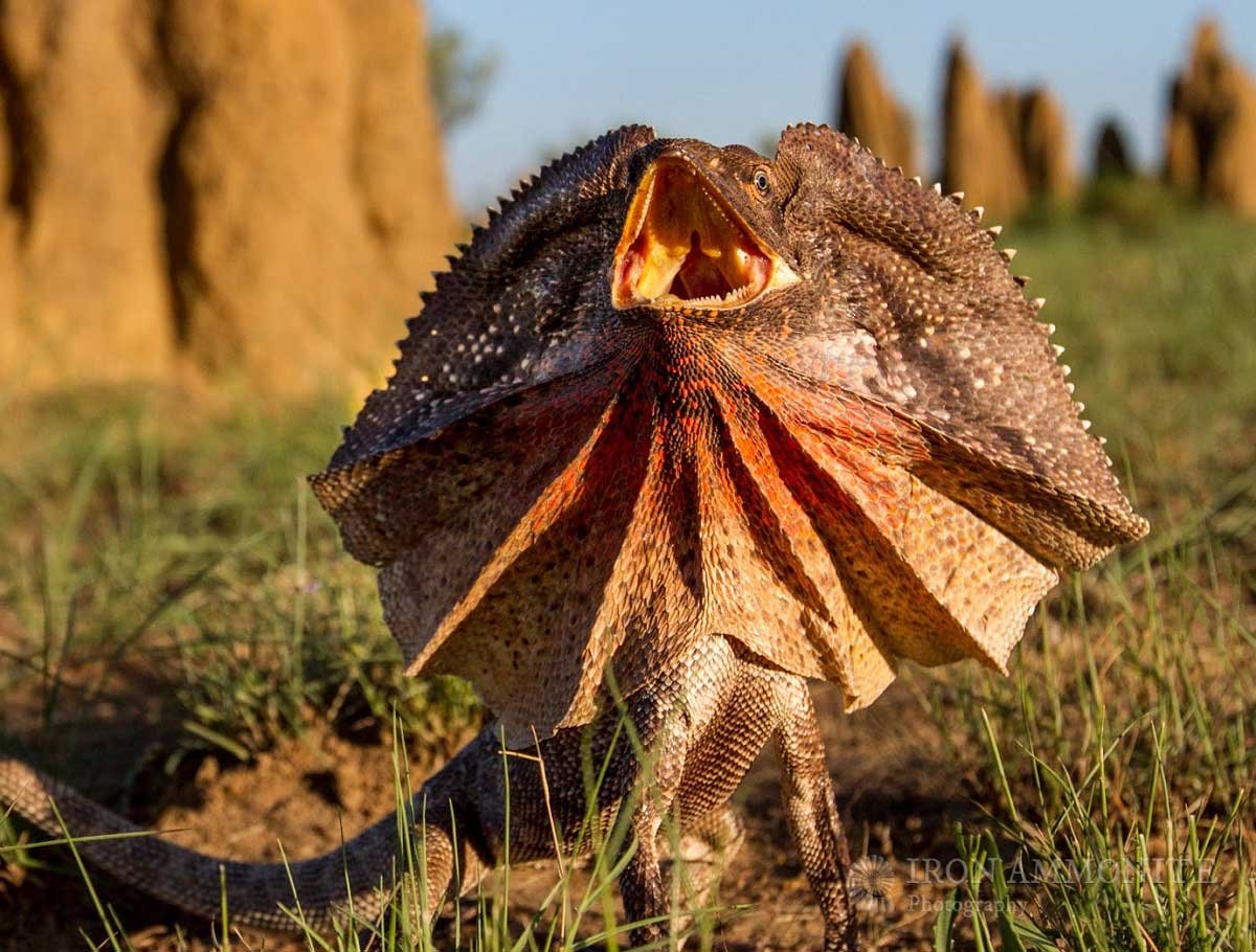 Ящерица агама плащеносная