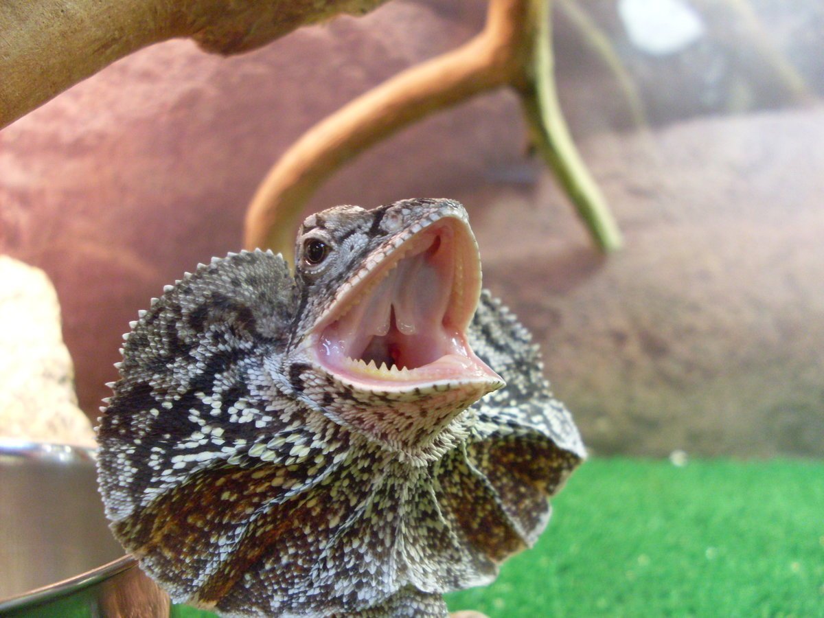 Плащеносная ящерица