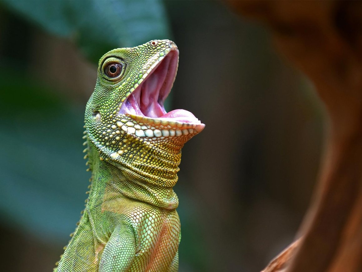 Страшная ящерица