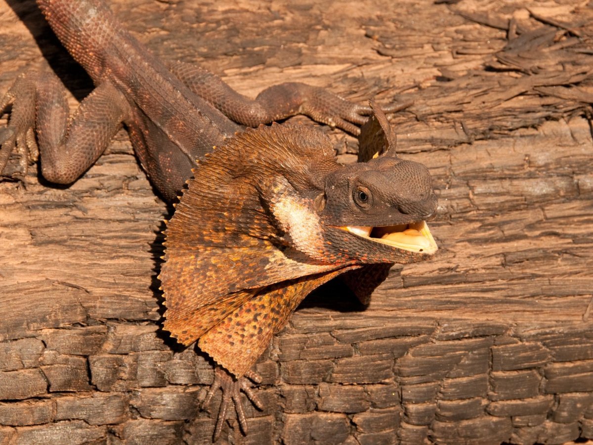 Плащеносная ящерица бежит