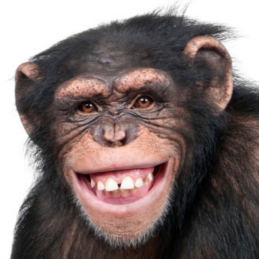 Обезьяна улыбается