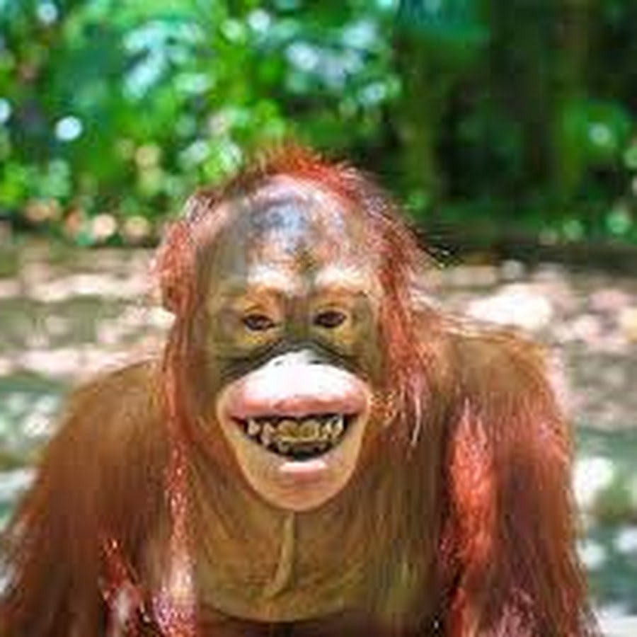 Обезьяна улыбается зубами