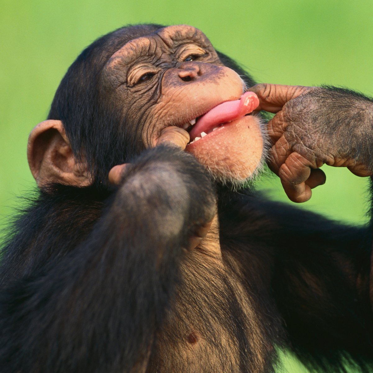 Обезьянка смеется