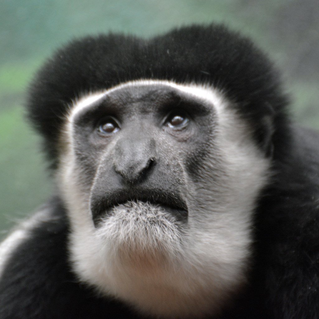 Черная обезьяна улыбается