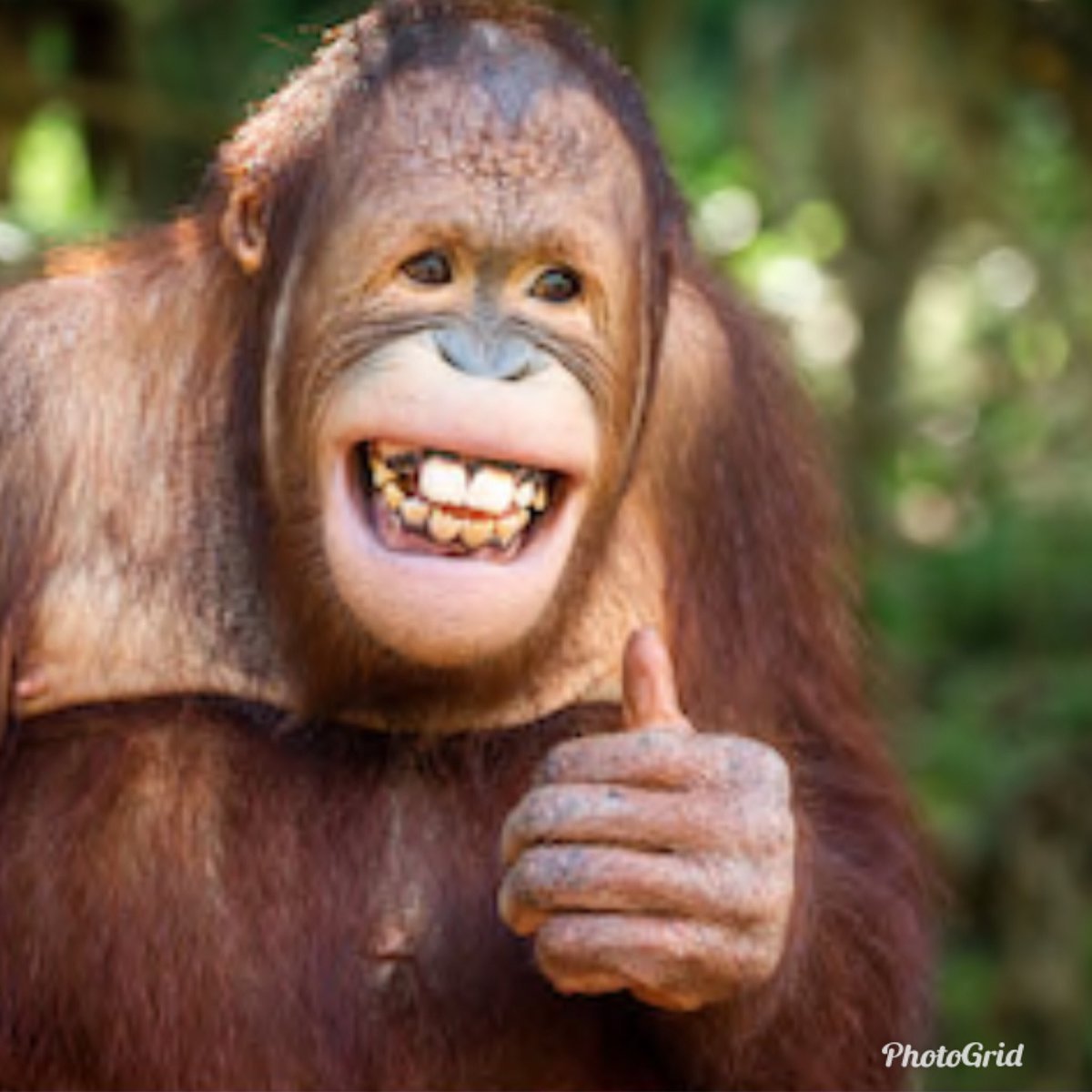 Орангутанг улыбается