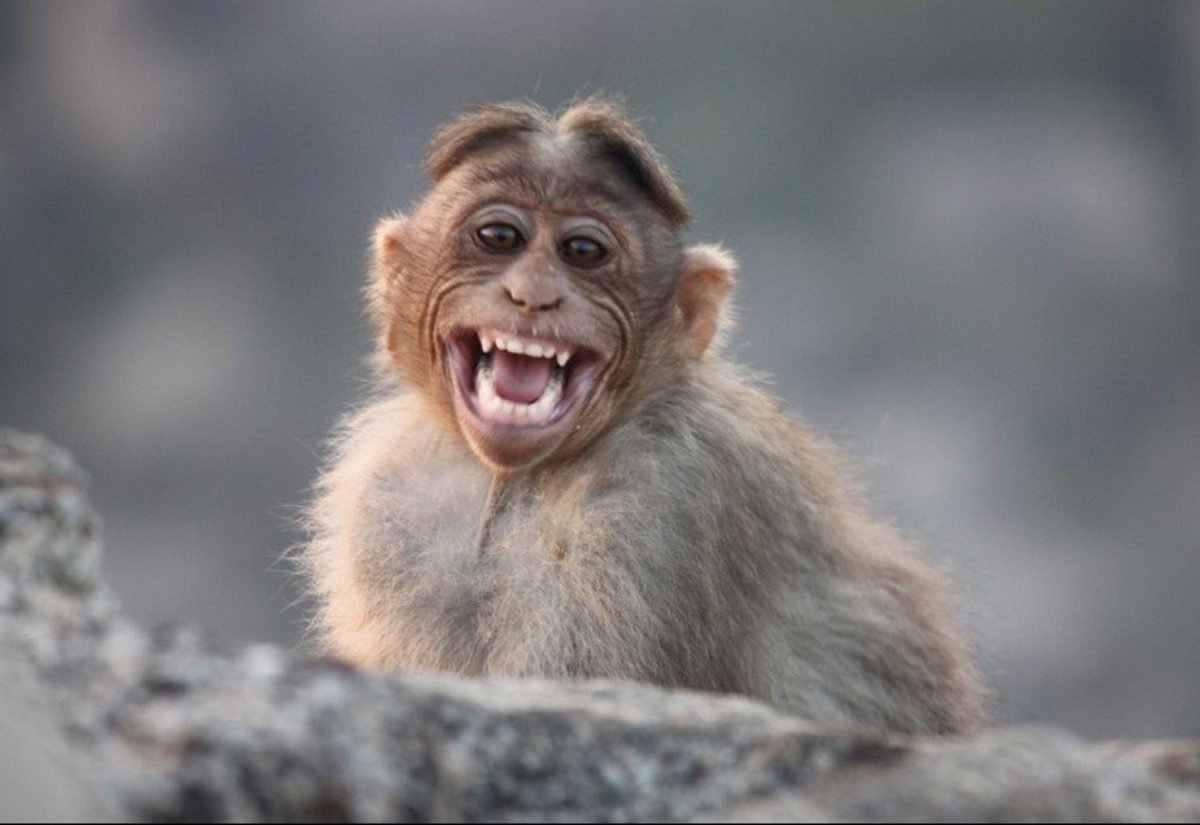 Обезьянка смеется