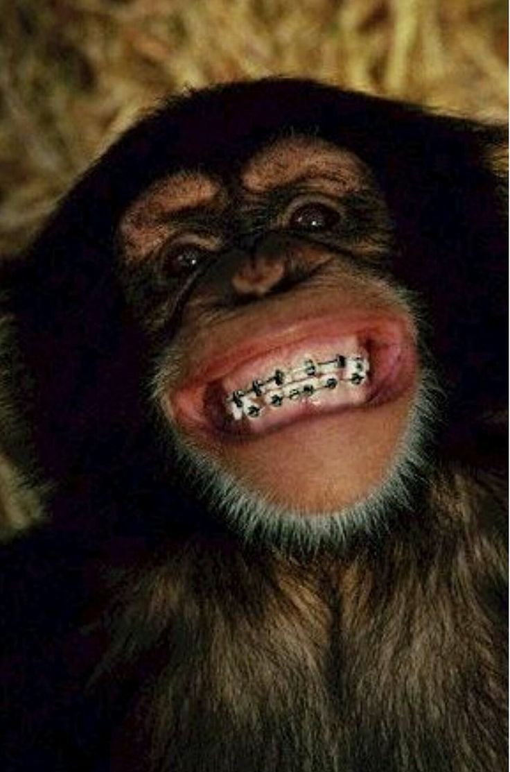 Обезьяна улыбается