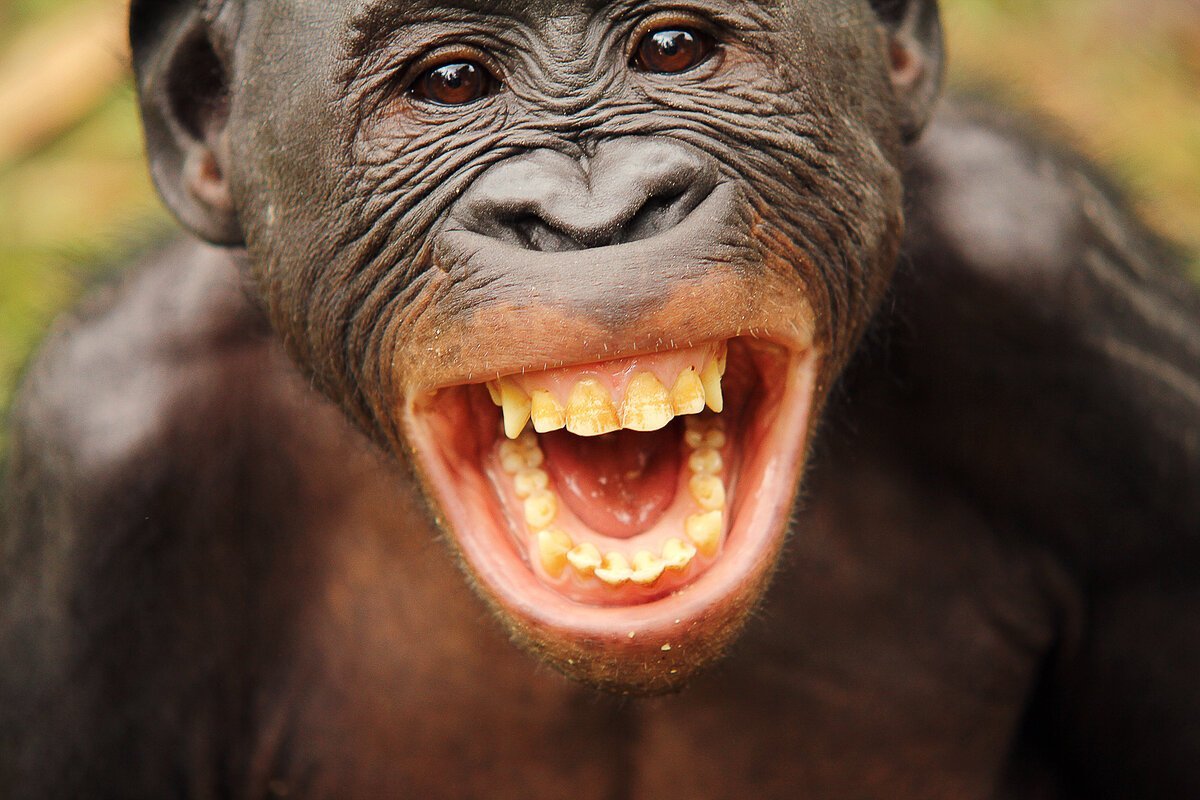 Зубы обезьяны