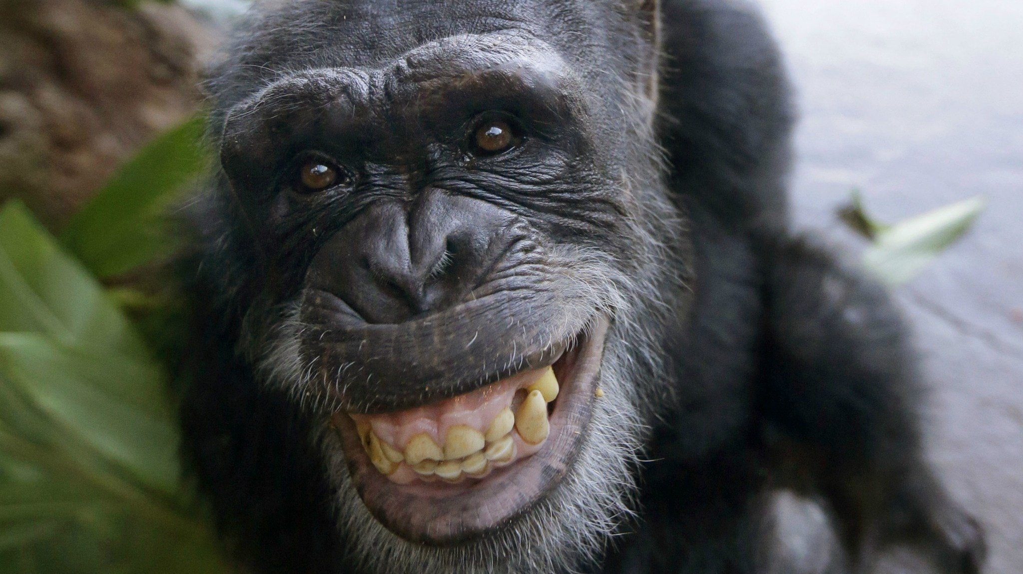 Мемные обезьяны. Горилла и шимпанзе. Шимпанзе бонобо. Обезьяна улыбается. Улыбка гориллы.