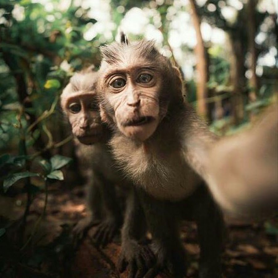 Селфи обезьяны