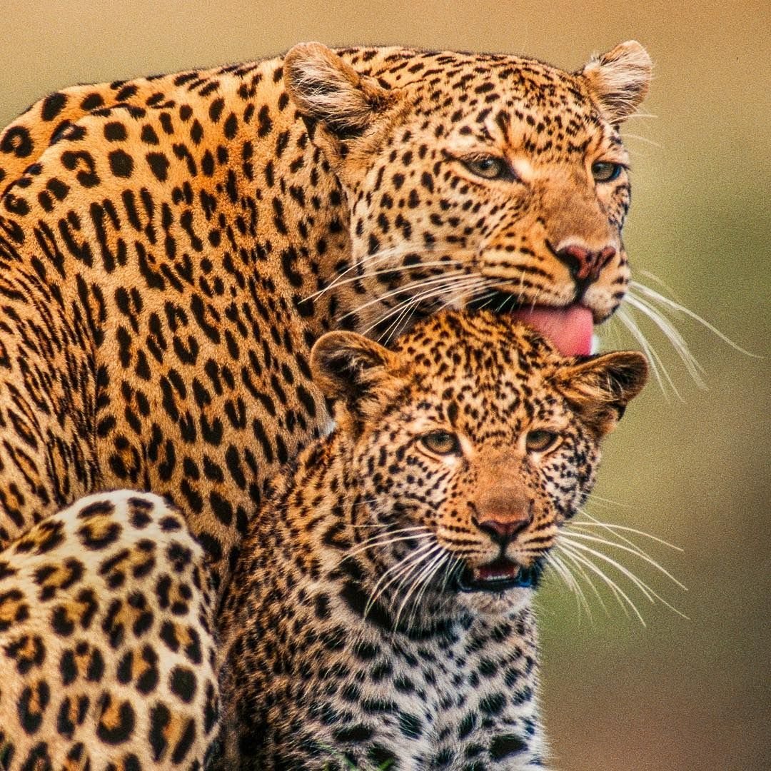 Тигр леопард гепард Ягуар