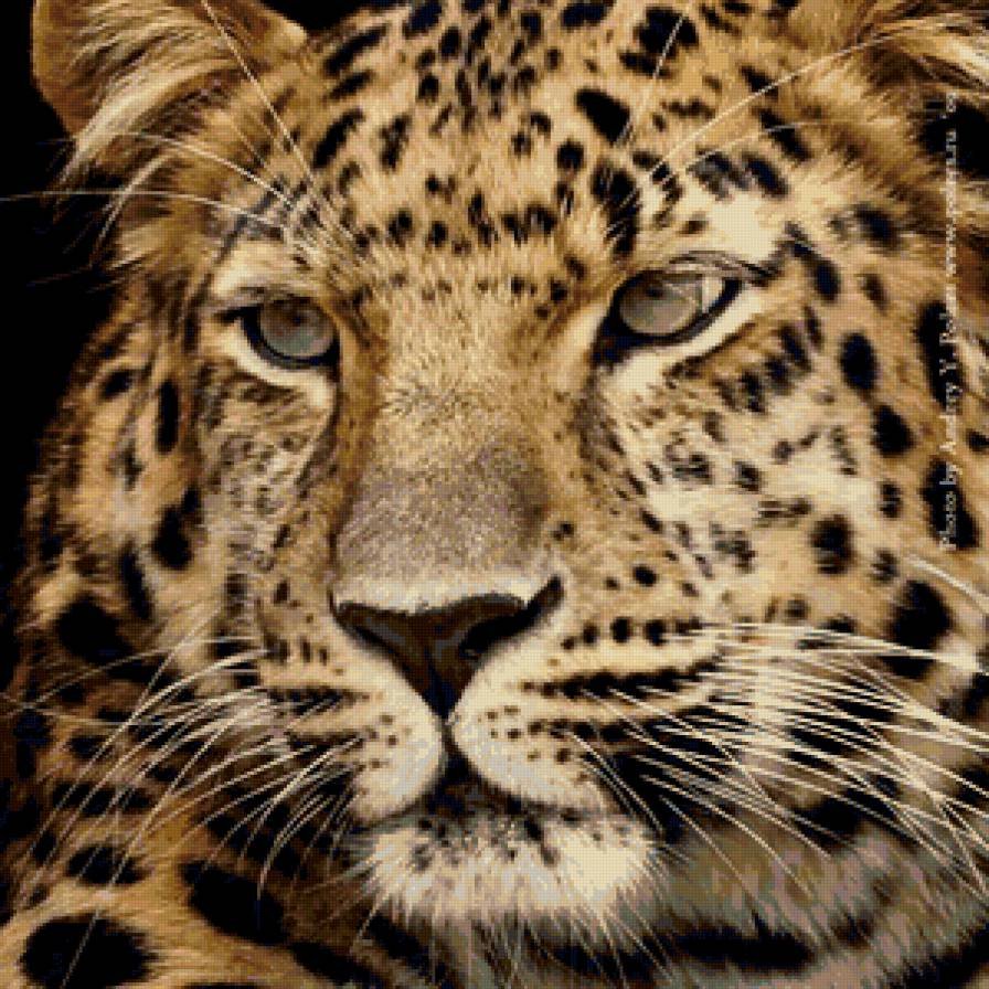 Леопардовый тигр