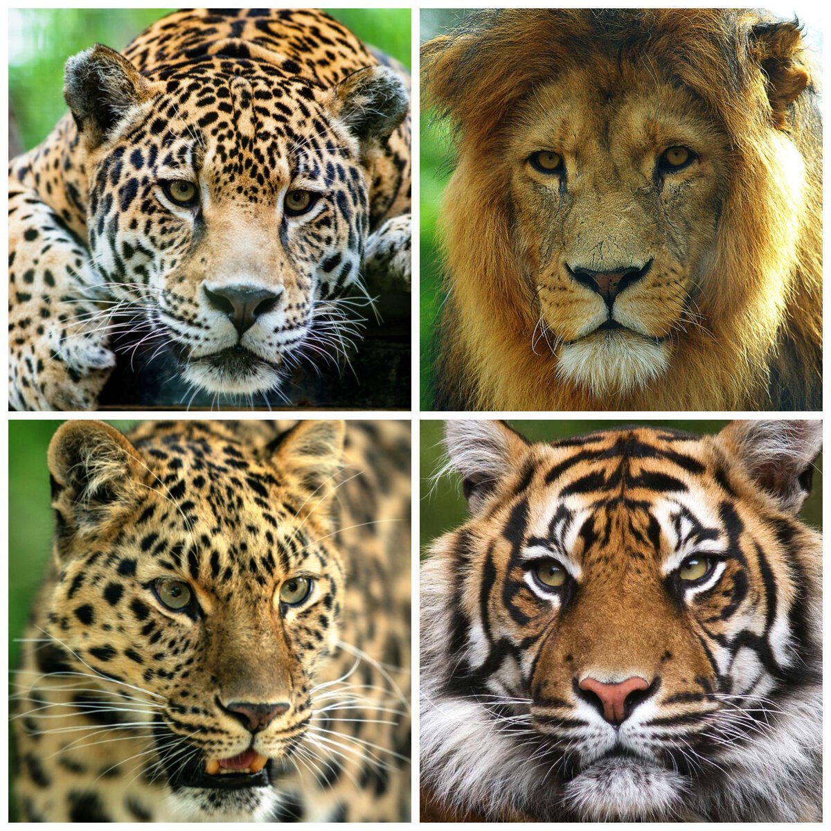 Тигр семейство кошачьих