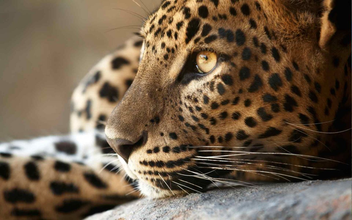 Тигр леопард гепард Ягуар