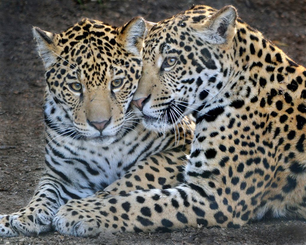 Пара леопардов