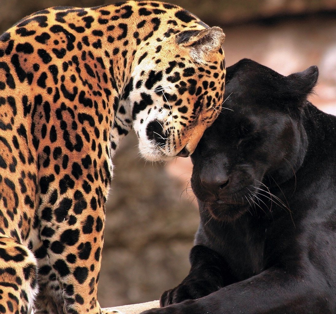 Гепард леопард Ягуар Пума