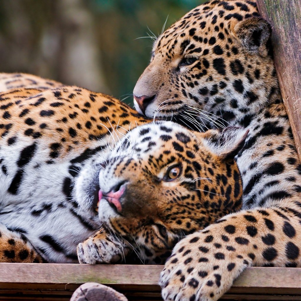 Леопард пара