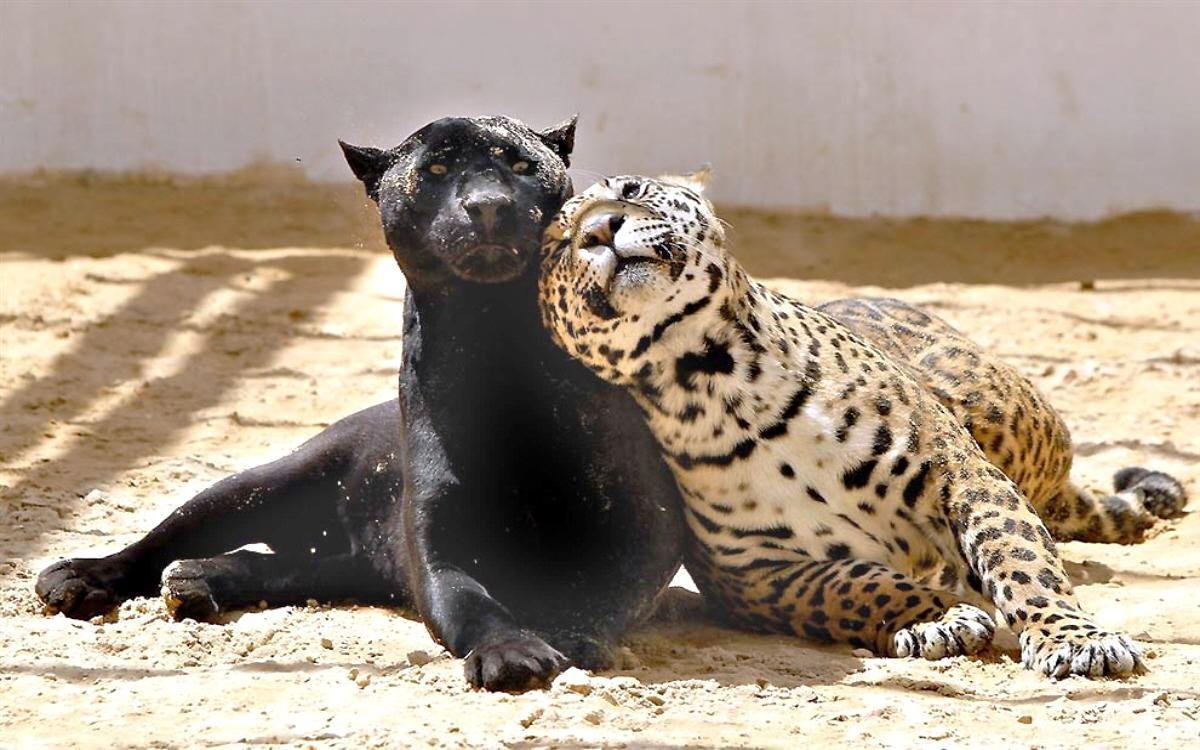 Пантера Пума Ягуар гепард