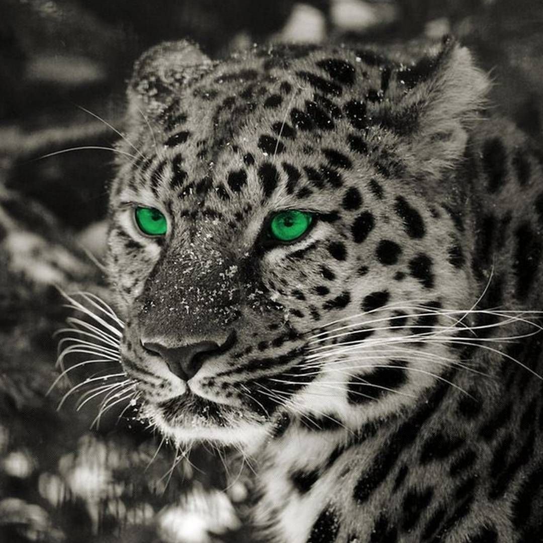 Леопард с зелеными глазами