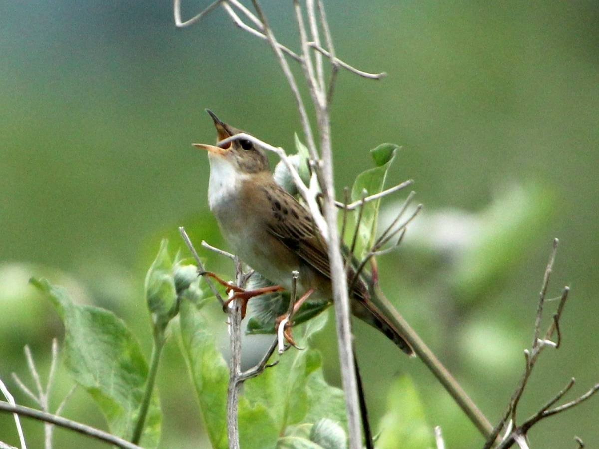 Певчий сверчок птица