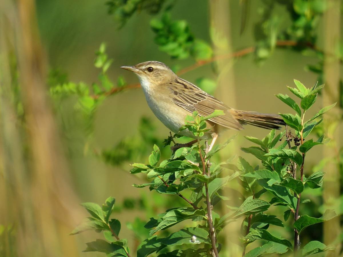 Певчие птицы Западной Сибири певчий сверчок