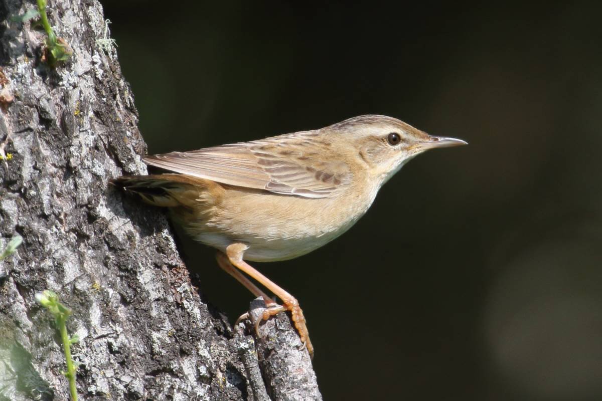 Певчий сверчок птица