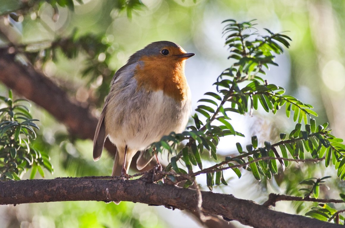 Домашние певчие птицы
