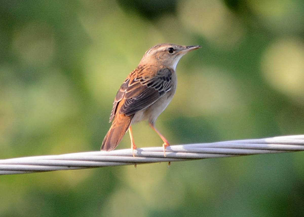 Певчие птицы в Сибири летом