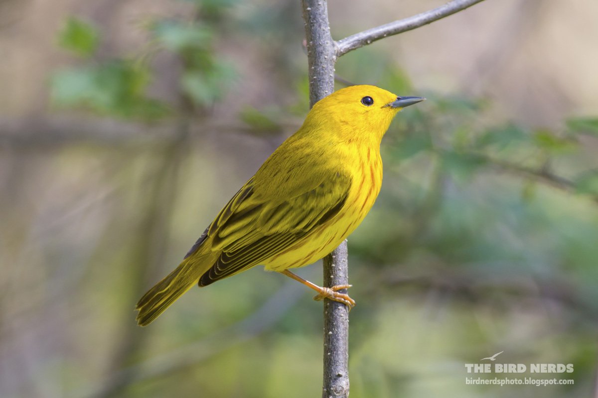 Ярко желтая птица певчая