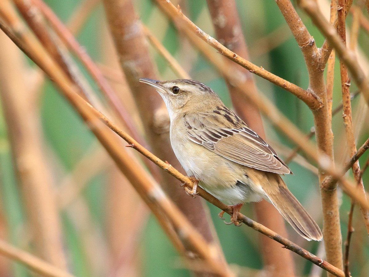 Певчие птички Поволжья