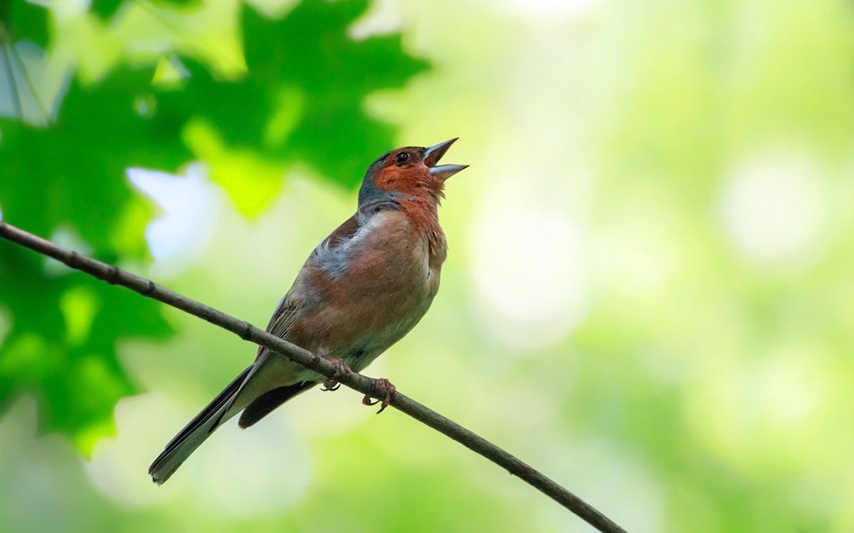 Зяблик поет