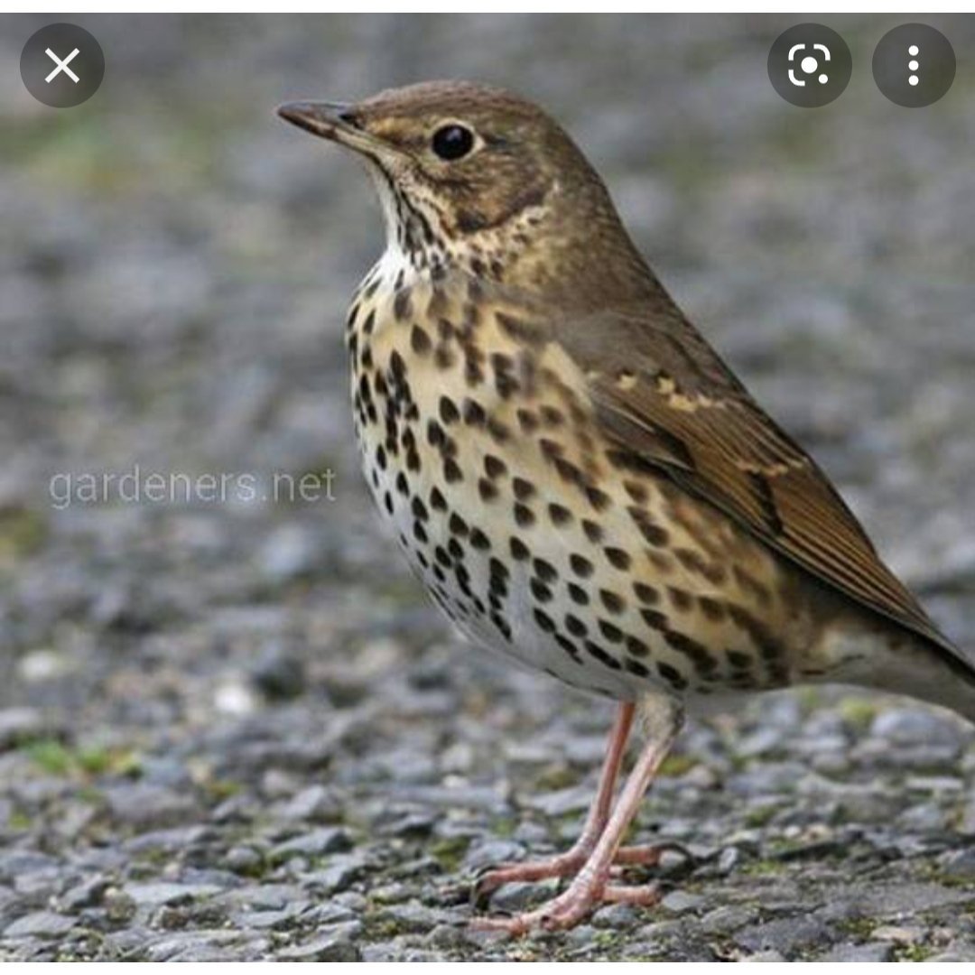 Лесной Дрозд фото птицы