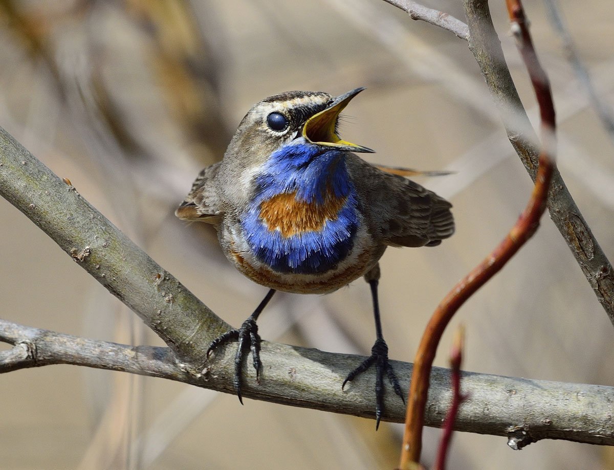 Лесные певчие птицы Поволжье