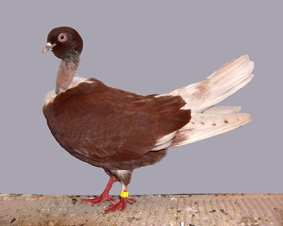 Голуби румынские Турманы