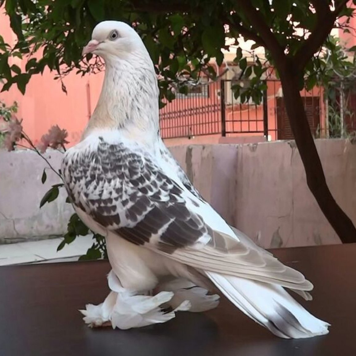 Голуби Такла