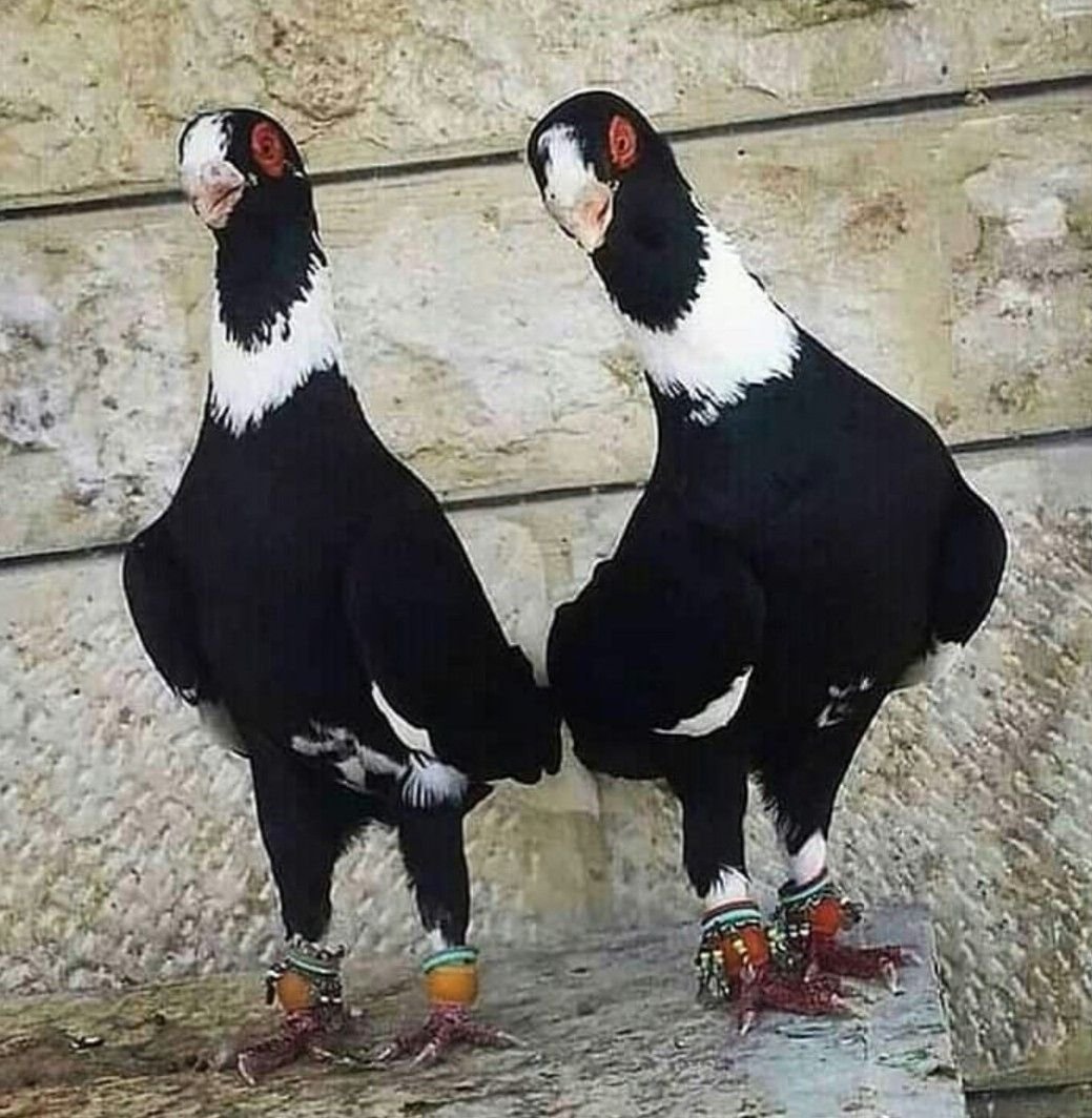 Саксонские монахи голуби