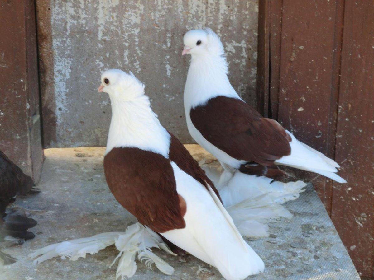 Голуби иранские бойные космачи