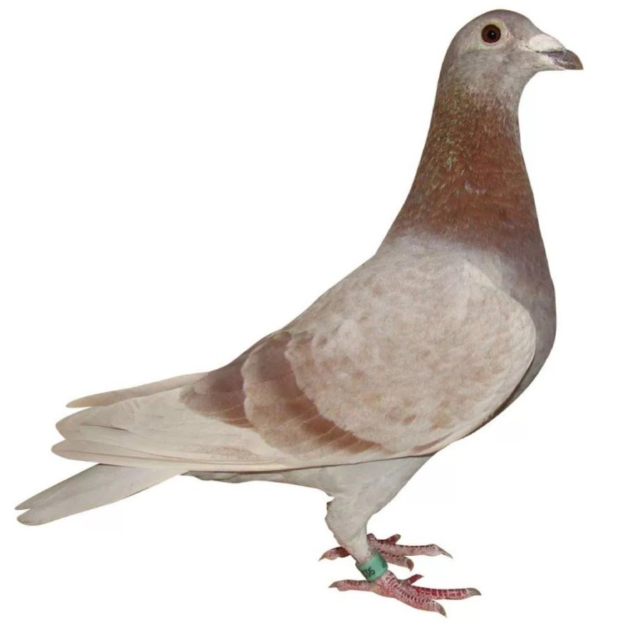 Голубь окрас для детей