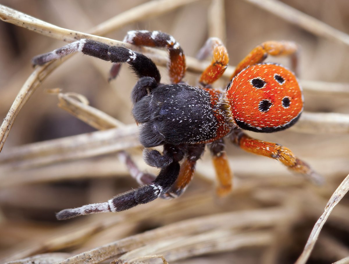 Паук эрезус чёрный