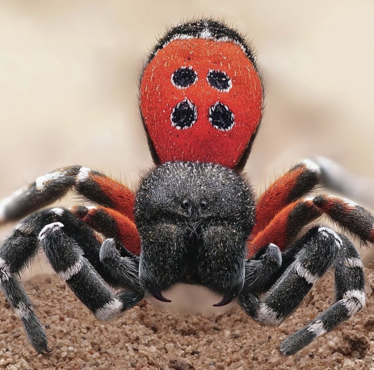 Паук эрезус красный