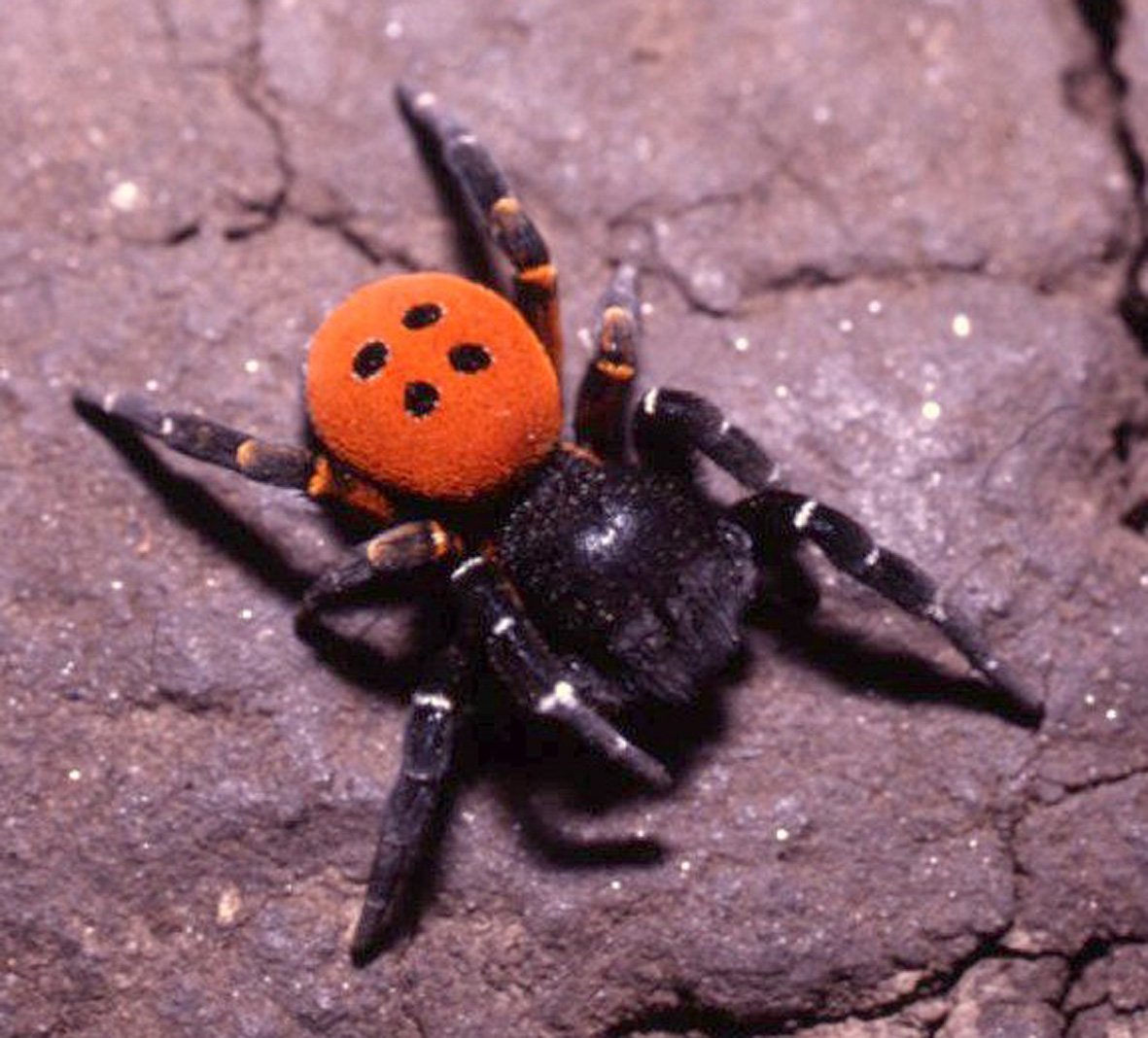 Паук эрезус чёрный