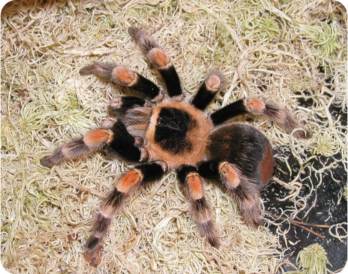 Паук птицеед австралийский