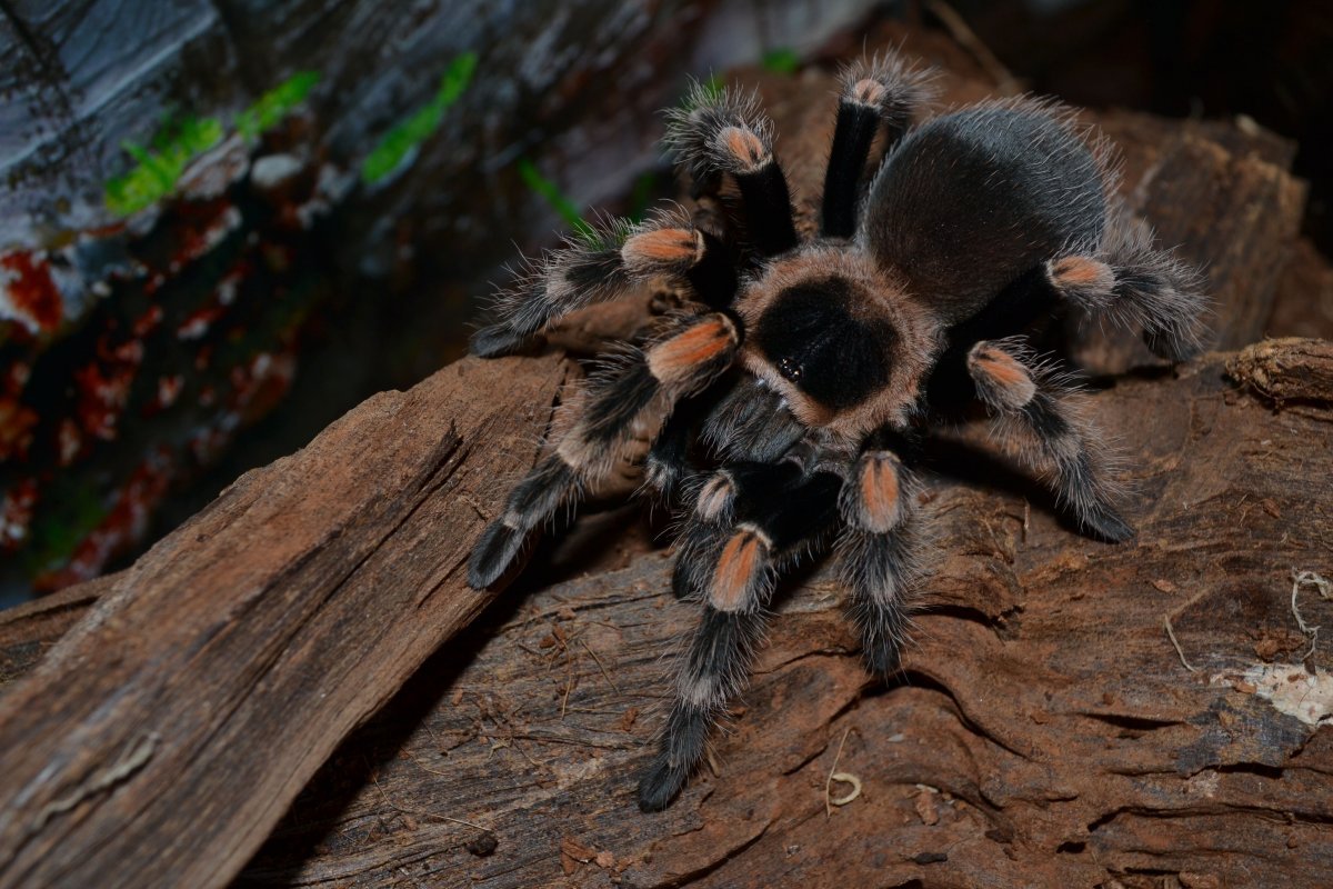 Pin on insects Spiders