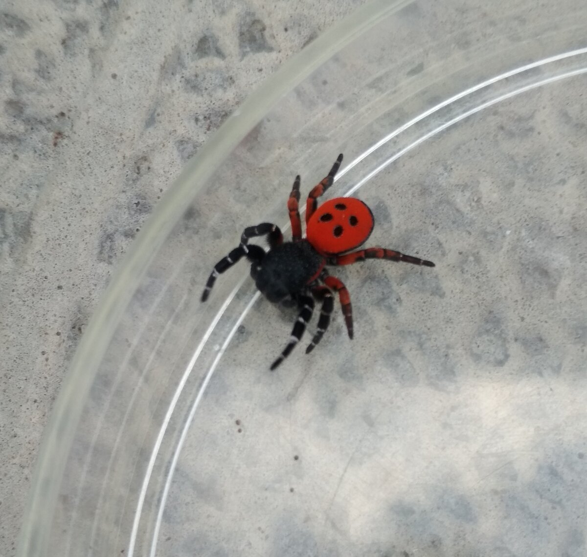 Паук эрезус самка